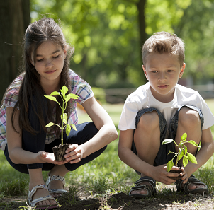 What do you think about planting new trees in the backyard?